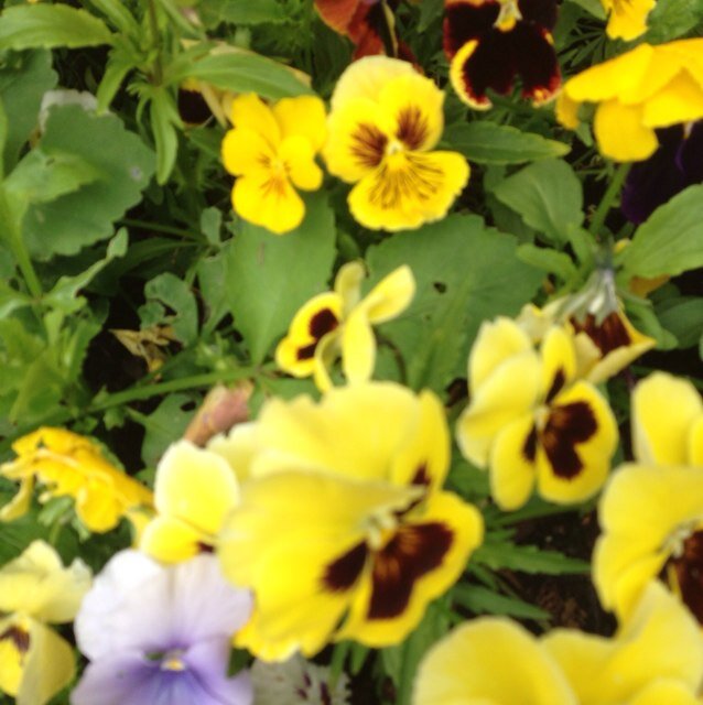 normagustey's profile picture. 