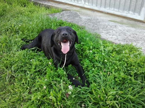 ChinhoBusto's profile picture. 