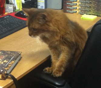 I'm one of the cats who run Dragon's Lair Austin.