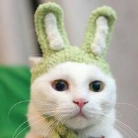 Boges (@bogegrr) 's Twitter Profile