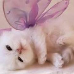 Kamu Catlover's ♥♥?? Follow acc ini ya!:) | Daerah sidoarjo nih :) |follback ? just mention =*}