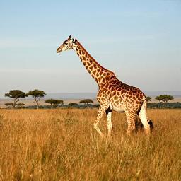 harmrayzmuzik's profile picture. Living a Day at a Time, I am the CEO at Omit Inclusive Unit- Video director, Graphic designer, Disk jockey