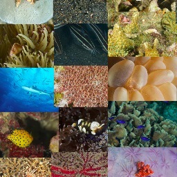 SeaARevolution's profile picture. On a mission to save the world from the most dangerous species on Earth: humans. Let's start the Revolution! #FightForTheFuture