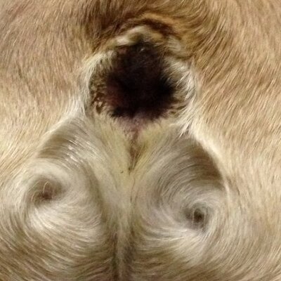 たかのつめ