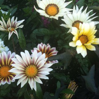 soxfan5614's profile picture. 