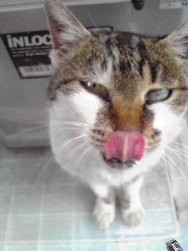 アイコンはド内気だったくるみ。猫と歌舞伎とパリ、京都、そして東京を愛す。美術館や銀座周辺に出没、たまに草月流 。　　　Almost kabuki and art fab.