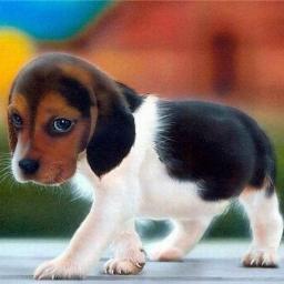 @MercilessDick's puppy, I will make you all my Kibbles and Bitches.