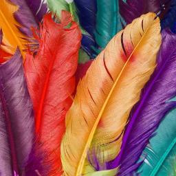 NainaShakeb's profile picture. 