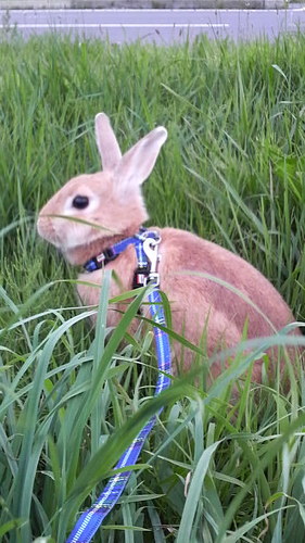 rabbitfukufuku's profile picture. うさぎアレルギーの為、うさぎのふくふくとやむなく別居中のさびしんぼう(T^T)　うさぎ渇望中の為、写真添付のツイート募集中(*'▽'*)