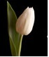 We are a well established Bespoke Florist with over 30 years experience, based in the heart of Rayleigh. Offering flowers for all occasions and events.