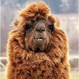 That's right. I'm an alpaca. But really, I'm Reece. :)