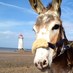 Seaside Donkey (@hannahengelkamp) Twitter profile photo Seaside Donkey (@hannahengelkamp) Twitter profile photo
