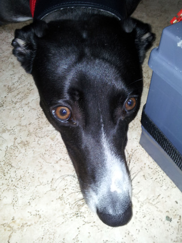 Adopted furkid of the Hall-Williamson's, expert sleeper and food burglar/sneak thief extraordinaire, and qualified lazehound.