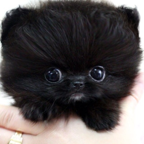 I love rock of ages and vist Me.  Plus  cute dogs and cats