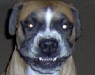 My boxer is my baby, best friend,and my whole world! He was a house warming present when my husband and i moved from NY to SC and bought our house!
