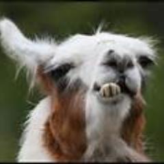 Backup account for @SnappleLlama.
You cannot #TwitterJail a llama!.

Free speech for all llamas!