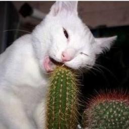 Je follow back parce que yolo