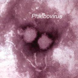 I'm a phlebovirus. (Twitter account not affiliated with CDC.) Another member of the #PathogenPosse