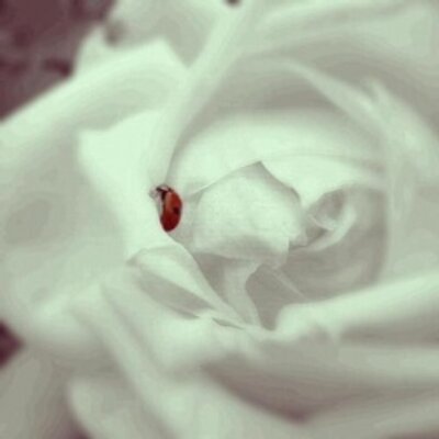 Profile Picture of *♚♡ غويــدُ 1998ﻣـ (@AishaStephens12) on Twitter