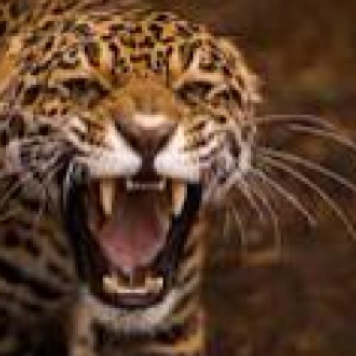 FactsAnimals's profile picture. Bringing you facts and interesting information on animals daily!