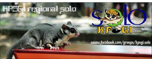 Sugeng Rawuh.. Tempat sharing Pencinta Sugar Glider domisili Solo Raya♡♡