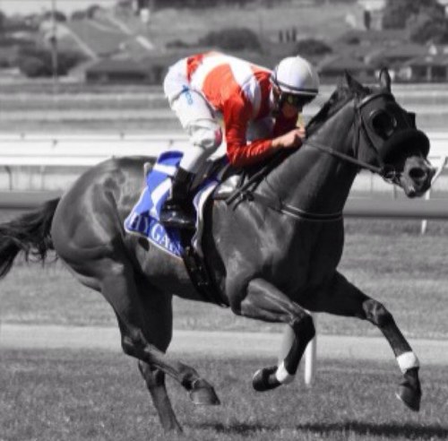 Michael Roebuck Racing is a thoroughbred training business based in Geelong, Victoria. Follow our stable and be part of our team.