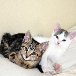 Full time cute cats / Nap Lovers
