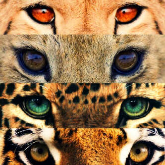 قريباً سوف اصبح هاموره *☺*