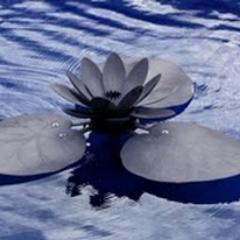 ShugyoSutra Profile Picture