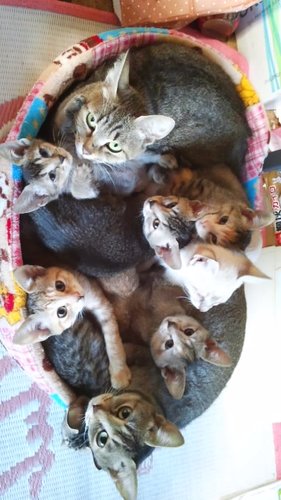 ゴ決の影響で🐈‍⬛🐈に再燃してますけど、🌱🔔も🚗💄も好き(*´▽｀*)😈と👼も普遍（笑）🦈と🦐ちゃん🍀🐬や🦁ラギ、ヴィル🌸も好きです(笑)基本オクタ三人が大好き💕
夜勤だらけの医療者成人して幾年たったかなー。
チキンなので無言フォロー失礼します(^^;)