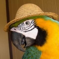 This is a parroty account