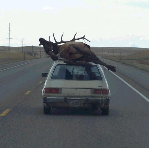 814Elk's profile picture. 