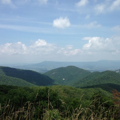 MaxtheParrot43's profile picture. 