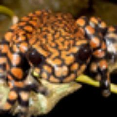 FrogCranky's profile picture. 