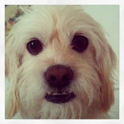 mimzymo's profile picture. Please help us raise funds for Snowy!