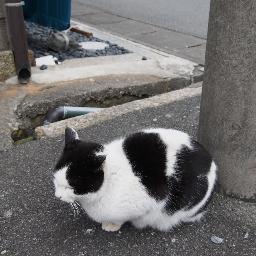 お米とお茶を育てている農園で働いています。薬膳の勉強中。