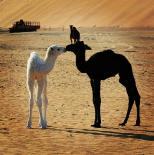 ‏الحياه تحب من يحبها ..والتعاطف أساس الأخلاق ..والصدق لغة التفاهم !