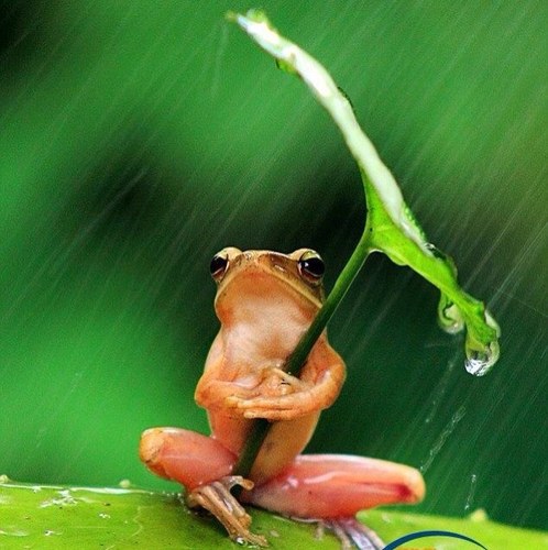 rasterscanner's profile picture. ROM専アカとなりつつある...