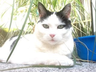 Gouvernante von @_king__Louis, Queen Mum der Twitterkatzen, süße 20 Jahre alt, Herrscherin über @hannover_ETI und @Thomix96 #otrb 10.11.17