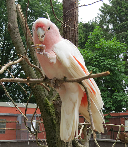 Welkom op de officiële Twitter van Zoo Veldhoven, hier houden we je op de hoogte van alle ontwikkelingen in het park!