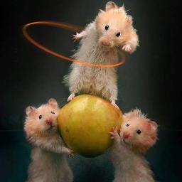 HamstairSona's profile picture. E-learning, web, and web applications developer. And hamster-fancying polyglot (Italian, Gaelic, French)