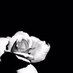 RosendaleProductions (@rosendalepros) Twitter profile photo