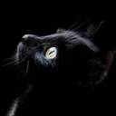 black cat (@0107Kid) Twitter