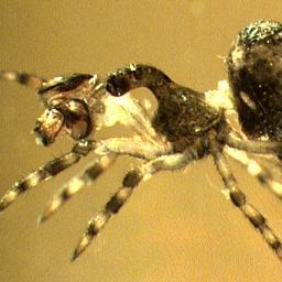 MelindaMoir's profile picture. Infatuated with invertebrates. My views are my own.