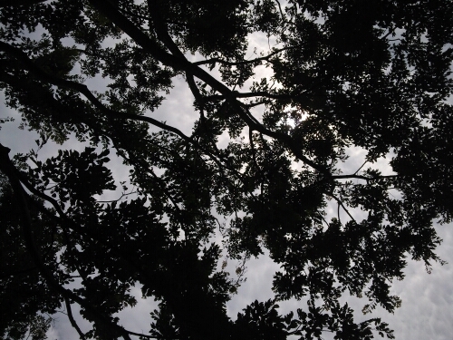 shigebingo's profile picture. /megadeath/イエモン/椎名林檎/cynic/bf4/等好きです