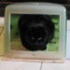 Voor alle kattenliefhebbers bij @GNOnetwerk en daarbuiten met tweets voor en over katten en hun capriolen. Deel je foto's nu en ik retweet ze!