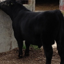 Feed&Livestock Advisor with Brussels Agri Services Ltd & raise Black Angus Seed Stock.
