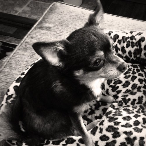Just a common chihuahua straight up chillin. I like to poop on the floor and lick people's faces. Hmu sometime #TeamChihuahua