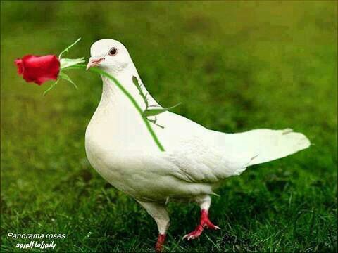 سبحان الله