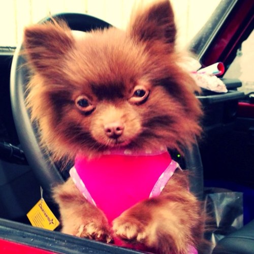 Soy una pomerania chocolate super trendy siempre acompano a mami a todas partes, y la apoyo en su lucha por mis hermanos animales.